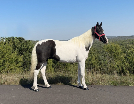 HorseID: 2306411 Moonpie - PhotoID: 1090120