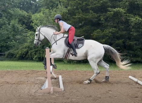 HorseID: 2306420 Duke's Wild Girl - PhotoID: 1090451