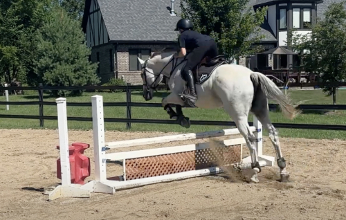 HorseID: 2306420 Duke's Wild Girl - PhotoID: 1090452