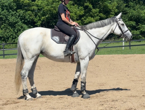 HorseID: 2306420 Duke's Wild Girl - PhotoID: 1090455