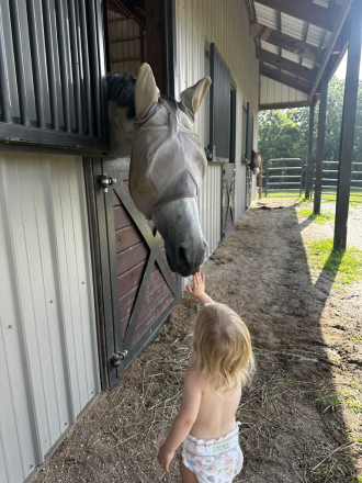 HorseID: 2306420 Duke's Wild Girl - PhotoID: 1090456