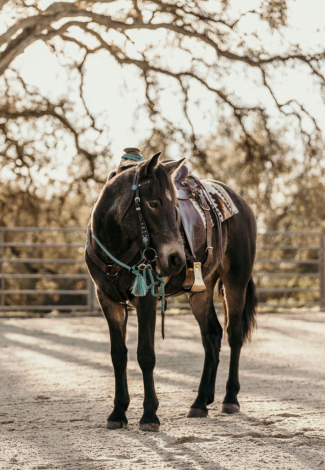 HorseID: 2306421 Jasper - PhotoID: 1090125