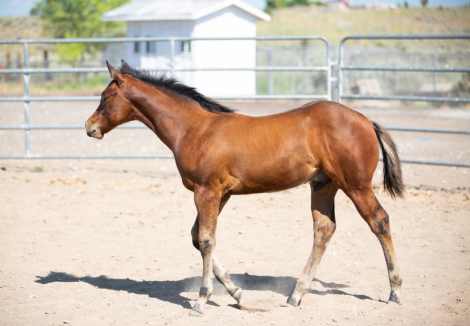 HorseID: 2306423 Spooks Gotta Rizz - PhotoID: 1090127