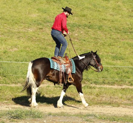 HorseID: 2306426 Nacho - PhotoID: 1090135