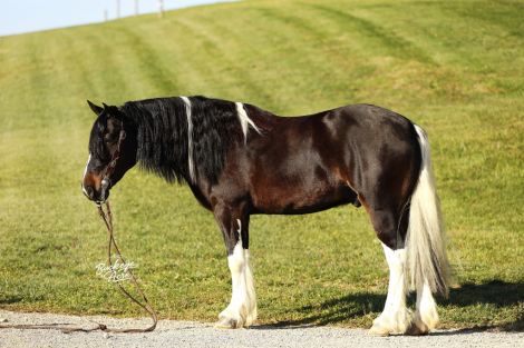 HorseID: 2306426 Nacho - PhotoID: 1090136