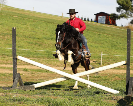 HorseID: 2306426 Nacho - PhotoID: 1090137