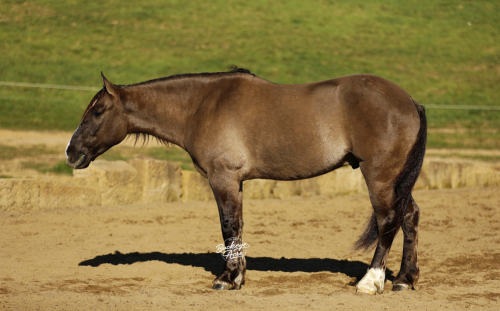 HorseID: 2306427 Cheeko - PhotoID: 1090140