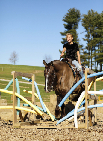 HorseID: 2306427 Cheeko - PhotoID: 1090141