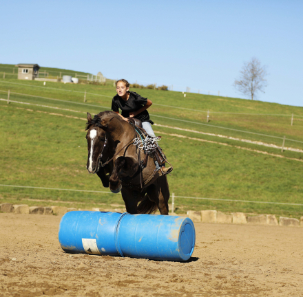 HorseID: 2306427 Cheeko - PhotoID: 1090142