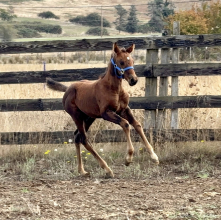 HorseID: 2306429 Really Big Dill - PhotoID: 1090145