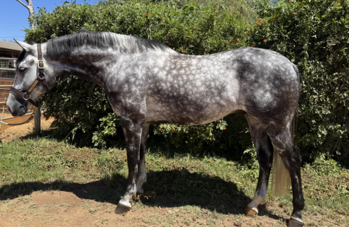 HorseID: 2306431 KOLE - PhotoID: 1090174