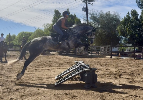 HorseID: 2306431 KOLE - PhotoID: 1090175