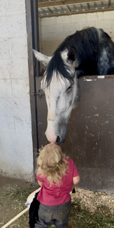 HorseID: 2306431 KOLE - PhotoID: 1090176