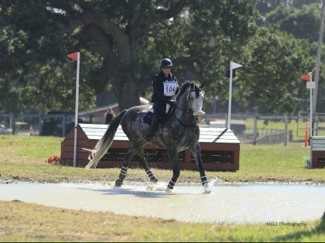 HorseID: 2306431 KOLE - PhotoID: 1090177