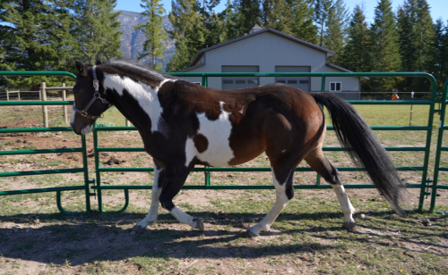 HorseID: 2306434 Lexon - PhotoID: 1090147