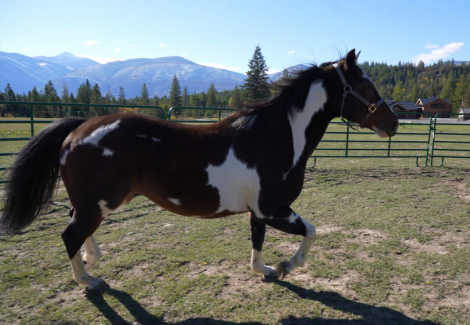 HorseID: 2306434 Lexon - PhotoID: 1090148