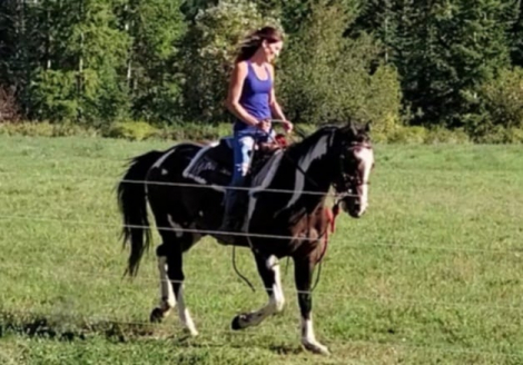 HorseID: 2306434 Lexon - PhotoID: 1090149