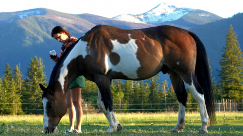 HorseID: 2306434 Lexon - PhotoID: 1090150