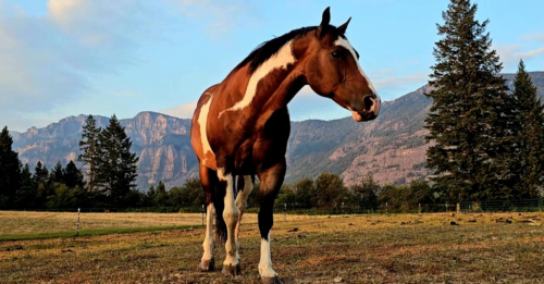 HorseID: 2306434 Lexon - PhotoID: 1090152