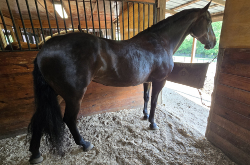 HorseID: 2306436 BCW Gianna - PhotoID: 1090153