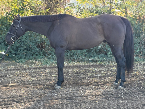 HorseID: 2306439 Tom's Song - PhotoID: 1090154