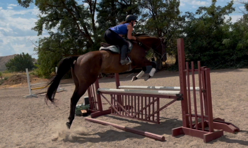 HorseID: 2306439 Tom's Song - PhotoID: 1090155