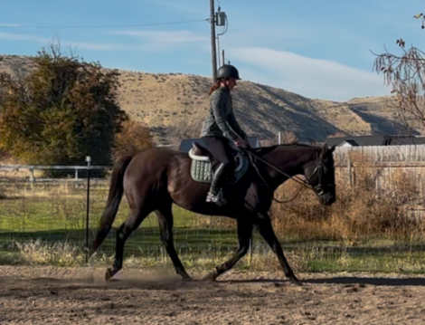 HorseID: 2306439 Tom's Song - PhotoID: 1090156