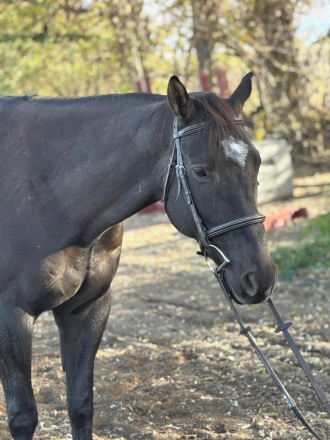 HorseID: 2306439 Tom's Song - PhotoID: 1090157