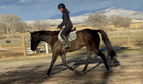 HorseID: 2306439 Tom's Song - PhotoID: 1090154