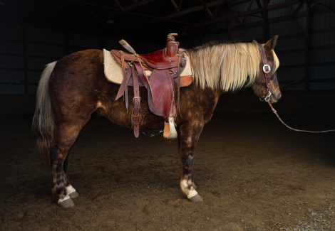 HorseID: 2306440 Archie - PhotoID: 1090158