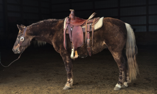 HorseID: 2306440 Archie - PhotoID: 1090159