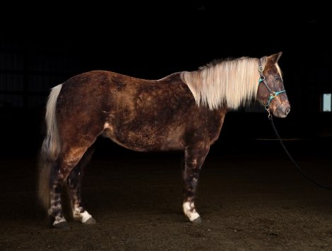HorseID: 2306440 Archie - PhotoID: 1090160