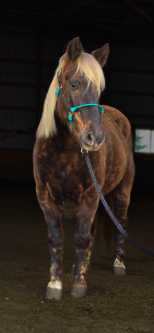 HorseID: 2306440 Archie - PhotoID: 1090161