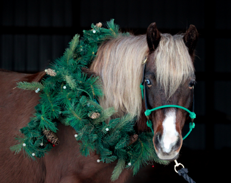 HorseID: 2306441 Sonic - PhotoID: 1090162