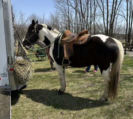 HorseID: 2306447 Tarzan - PhotoID: 1090163