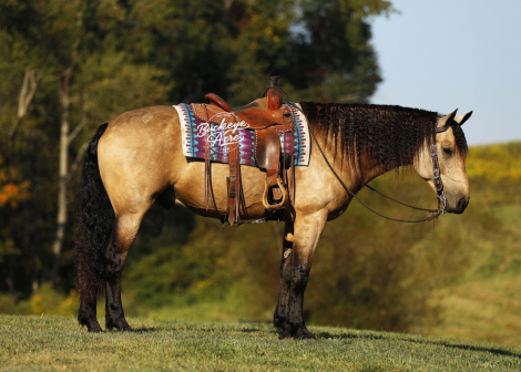 HorseID: 2306448 Sage - PhotoID: 1090164