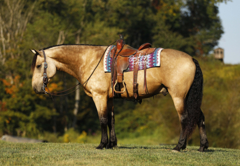 HorseID: 2306448 Sage - PhotoID: 1090165