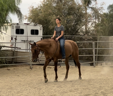 HorseID: 2306450 Tony - PhotoID: 1090168