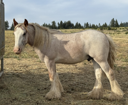 HorseID: 2306451 Golden Oak’s Let’s Dance - PhotoID: 1090169