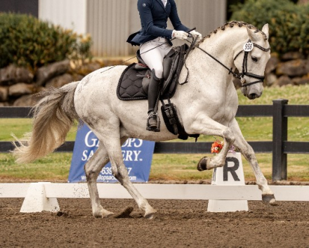 HorseID: 2306459 Primo - PhotoID: 1090178