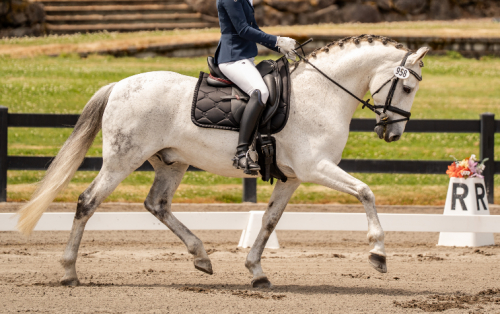 HorseID: 2306459 Primo - PhotoID: 1090179