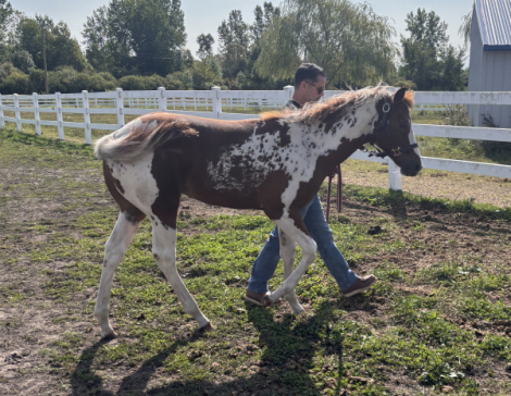 HorseID: 2306460 Absolutely Johnny's Joker - PhotoID: 1090182