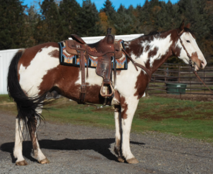 HorseID: 2306461 SMOKING MR JAZZ - PhotoID: 1090183