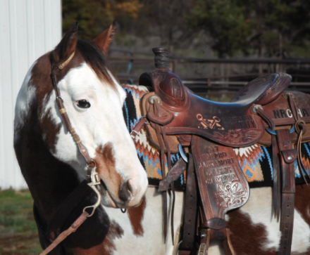 HorseID: 2306461 SMOKING MR JAZZ - PhotoID: 1090184