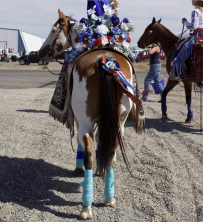 HorseID: 2306461 SMOKING MR JAZZ - PhotoID: 1090185