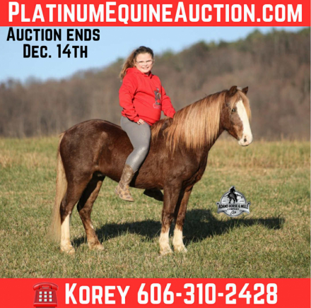 HorseID: 2306465 King Henry - PhotoID: 1090186