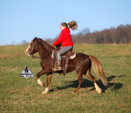 HorseID: 2306465 King Henry - PhotoID: 1090187