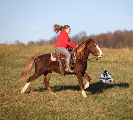 HorseID: 2306465 King Henry - PhotoID: 1090188