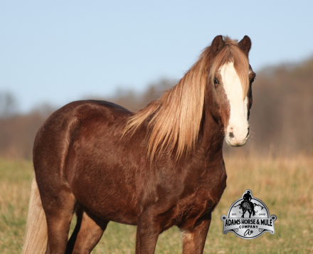 HorseID: 2306465 King Henry - PhotoID: 1090189