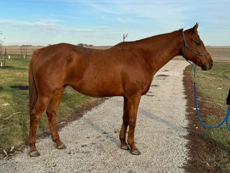 HorseID: 2306466 Scratch N Sniff - PhotoID: 1090190